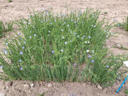 Click for 1 image(s) for this accession.